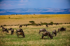 Ngắm Động Vật Hoang Dã Tuyệt Nhất Châu Phi – Kenya Safari