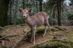Hành trình kỳ diệu: Tour 6 ngày 5 đêm khám phá Osaka, Kyoto, Nara và Universal Studios