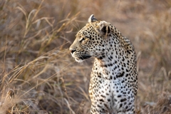 Trải Nghiệm Độc Đáo: Liuwa Plain – Sa Mạc Hoang Dã Tuyệt Đẹp của Zambia