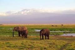 Trải Nghiệm Độc Đáo: Liuwa Plain – Sa Mạc Hoang Dã Tuyệt Đẹp của Zambia
