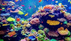 Palau: Khám Phá Thiên Đường Đại Dương — Trải Nghiệm Lặn Biển Có Một Không Hai
