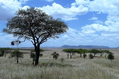 10 Ngày 9 Đêm Khám Phá Đông Phi Hoang Dã: Du Hành Qua Kenya Và Tanzania