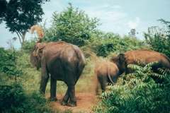 Sri Lanka Hành Trình 15 Ngày Từ Vùng Núi Cao đến Colombo