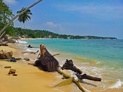 Trải Nghiệm Sri Lanka Safari Động Vật Hoang Dã, Biển Và Trà Ceylon