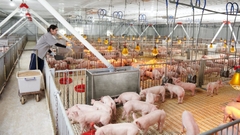 Tỷ phú Trần Đình Long nuôi lợn mang lại tỷ suất lợi nhuận gấp nhiều lần bán thép