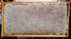 Mật ong sạch chín tự nhiên