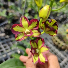 Calciam boron Thái phân bón trung vi lượng. Giúp chắc cây, bông đẹp, đạt trái.