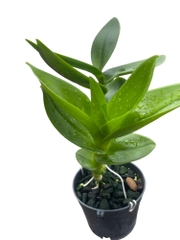 Chế phẩm Dịch Chuối phân hữu cơ vi sinh - chai 1 lít
