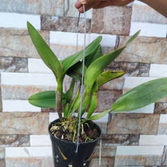 Lan Cattleya Tem Thongsupran Gold #4 chậu trưởng thành chờ hoa