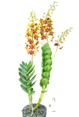 Phân bón tan chậm NPK 16-16-16 Thái Lan Multiteck phân rã 4 tháng, chiết 500gram từ bao 25ký