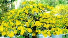 Siêu dưỡng nụ Mai Vàng - Mập búp - To Bông - Lâu tàn