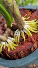 Kích rễ hữu cơ sinh học Roots 2 Giúp cây ra rễ mạnh, xuất xứ Mỹ