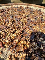 Cà phê nhân Robusta/Arabica chồn nguyên chất