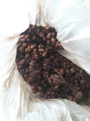 Cà phê nhân Robusta/Arabica chồn nguyên chất