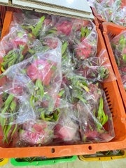 Red Dragon Fruit