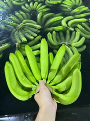 Cavendish Banana
