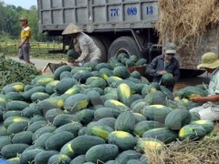 Seedless Watermelon