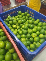 Seedless Lime
