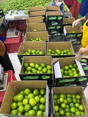 Seedless Lime