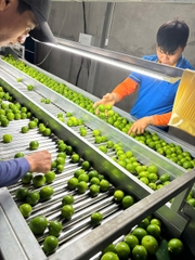 Seedless Lime