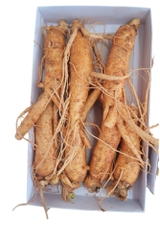 SÂM GẪY RỄ 7-8 CỦ/KG