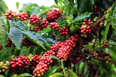 ROASTED WHOLE BEAN - ESPRESSO - 500G