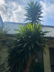 Nhà bán hẻm Thanh Long phường Phú Khương , 8x20m thổ cư hết , 164m2 công nhận
