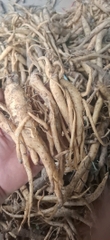 Đẳng sâm rừng tươi 1kg