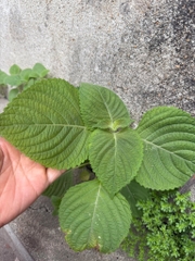 Hạt giống mè tròn tặng (10-20 hạt )