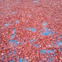 Sâm đại hành khô canh tác tự nhiên