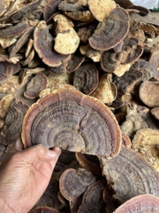Nấm hồng chi rừng 1kg