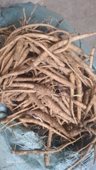 Đẳng sâm rừng tươi 1kg