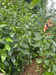 100g Trà bantra 3 năm