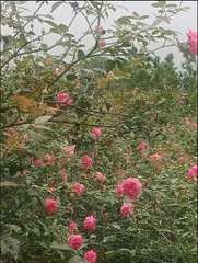 Hũ 100g trà Hoa Hồng cổ thơm ngát canh tác tự nhiên