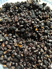 500g trà mầm dưỡng thận ngũ hắc