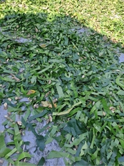 Bột cao lá nhội 100g