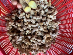 Đường Hà Thủ Ô Thảo Dược  Làm Từ Mật Mía Và Thảo Dược Tự Nhiên Hà Thủ Ô Mẫu Lệ Gừng Muối Canxi