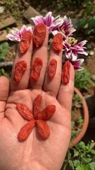 Trà Câu kỷ tử Mộc 100g