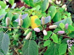 Cao An Xoa Phạm Trình