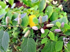 Cao an xoa Phạm Trình