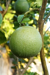 Bưởi Đoan Hùng