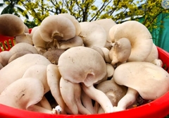 Nấm Bào Ngư hữu cơ