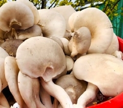 Nấm Bào Ngư hữu cơ
