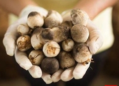 Nấm Rơm Sấy Khô hữu cơ 500GR