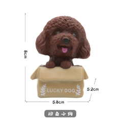 Chó Lucky/ Nâu,Trắng