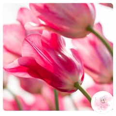 Bộ khuôn silicon hoa tulip - SK