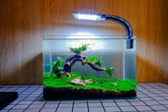 Trang trí bể cá mini đẹp và hài hòa với không gian sống