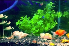 Bí quyết giữ nước trong và sạch khi nuôi cá cảnh