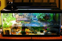 Hướng dẫn lắp đặt hệ thống lọc hiệu quả cho bể cá nhỏ