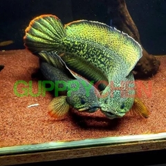 Sạn Gốm Ceramic Trải Nền Cho Hồ Cá Lóc , Tép, Thủy Sinh